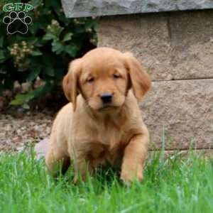 Rich, Golden Retriever Puppy