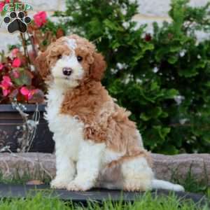 Rich, Mini Goldendoodle Puppy