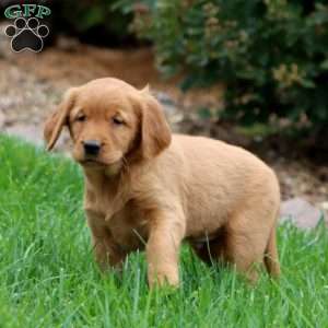 Rich, Golden Retriever Puppy