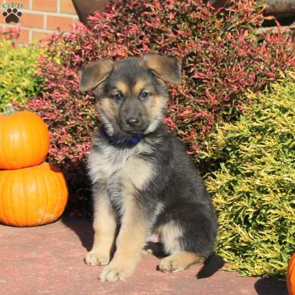 Ricky, German Shepherd Puppy