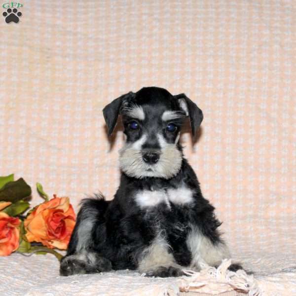 Ricky, Miniature Schnauzer Puppy