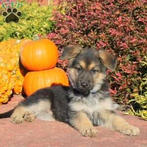 Ricky, German Shepherd Puppy