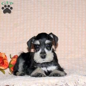 Ricky, Miniature Schnauzer Puppy