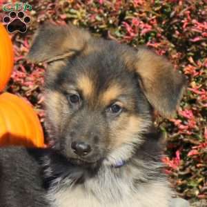 Ricky, German Shepherd Puppy