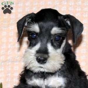 Ricky, Miniature Schnauzer Puppy