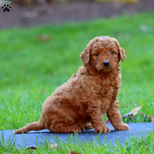 Ricky, Mini Goldendoodle Puppy