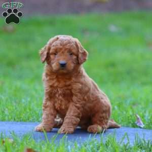 Ricky, Mini Goldendoodle Puppy