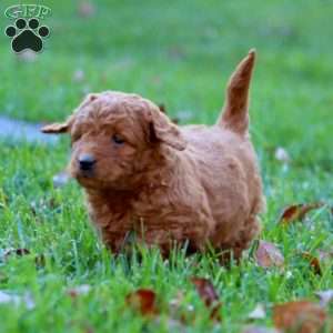 Ricky, Mini Goldendoodle Puppy
