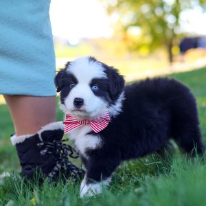 Ricochet, Miniature Australian Shepherd Puppy