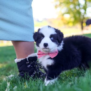Ricochet, Miniature Australian Shepherd Puppy