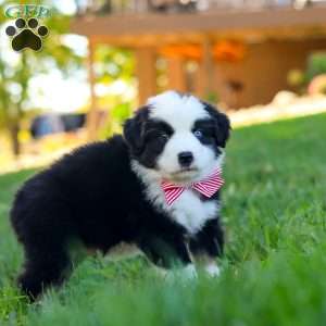 Ricochet, Miniature Australian Shepherd Puppy