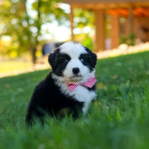 Ricochet, Miniature Australian Shepherd Puppy