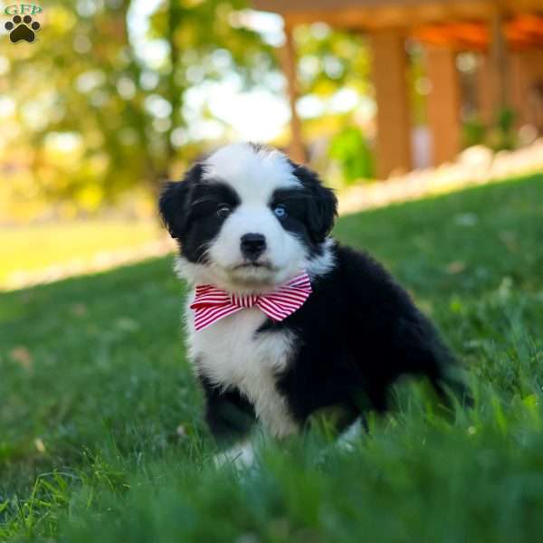 Ricochet, Miniature Australian Shepherd Puppy