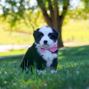 Ricochet, Miniature Australian Shepherd Puppy