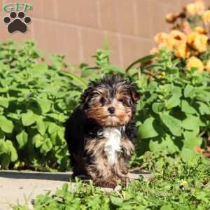 Riley, Yorkie Puppy