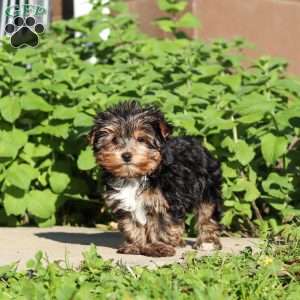 Riley, Yorkie Puppy