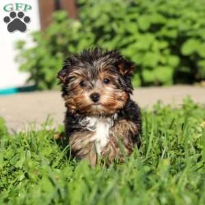 Riley, Yorkie Puppy