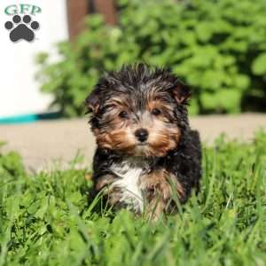 Riley, Yorkie Puppy