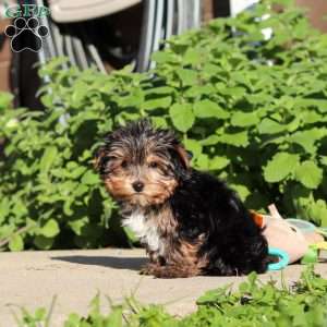Riley, Yorkie Puppy