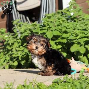 Riley, Yorkie Puppy