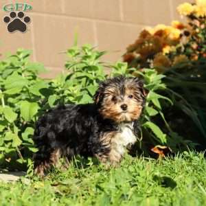 Riley, Yorkie Puppy