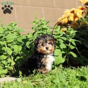 Riley, Yorkie Puppy