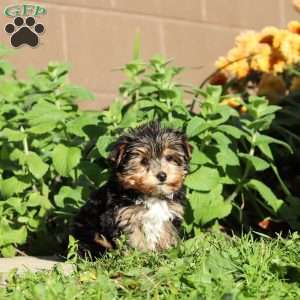 Riley, Yorkie Puppy