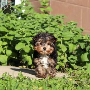 Riley, Yorkie Puppy