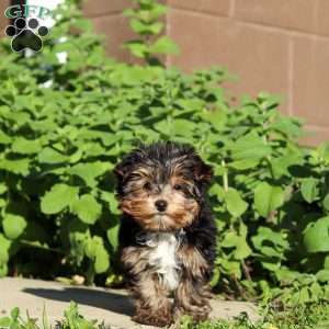 Riley, Yorkie Puppy