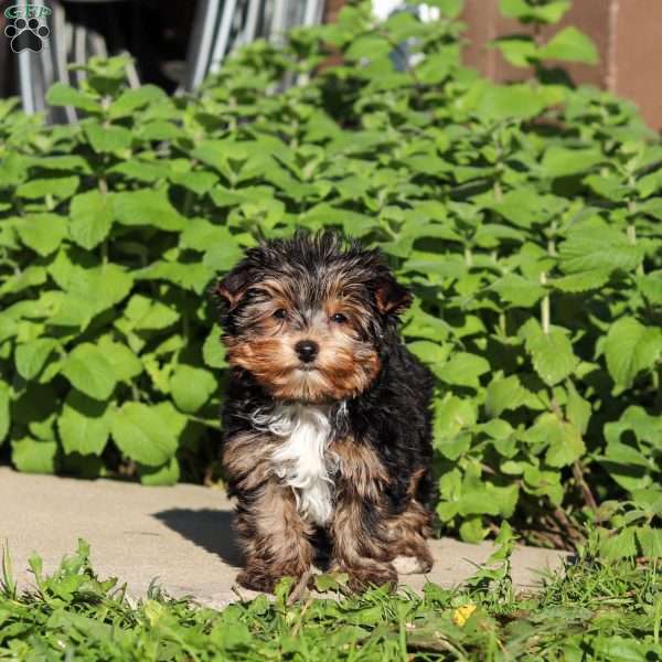 Riley, Yorkie Puppy