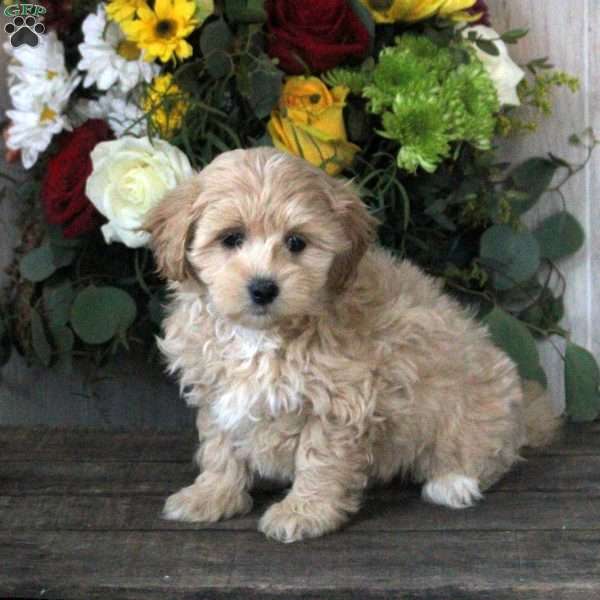 Riley, Maltipoo Puppy