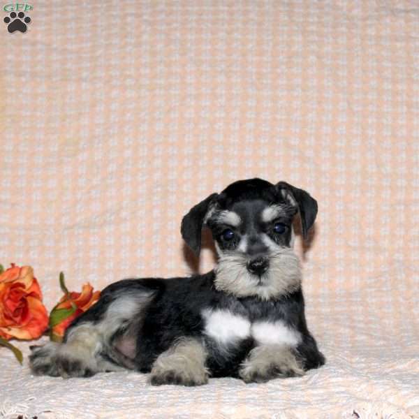 Riley, Miniature Schnauzer Puppy