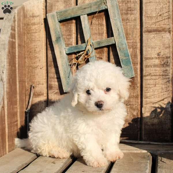 Riley, Bichon Frise Puppy