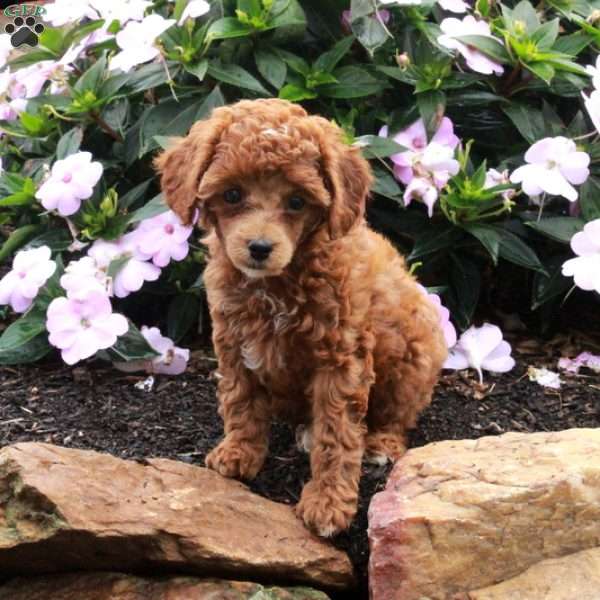Riley, Toy Poodle Puppy