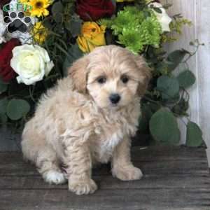 Riley, Maltipoo Puppy
