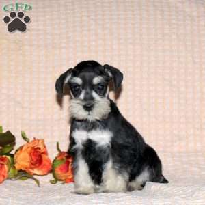 Riley, Miniature Schnauzer Puppy