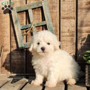 Riley, Bichon Frise Puppy
