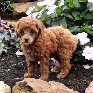 Riley, Toy Poodle Puppy