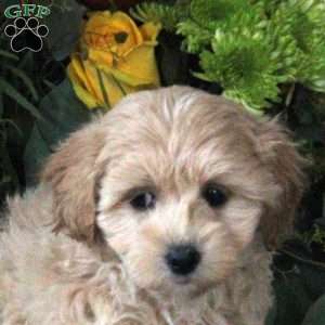 Riley, Maltipoo Puppy