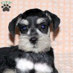 Riley, Miniature Schnauzer Puppy
