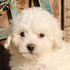 Riley, Bichon Frise Puppy