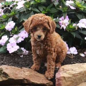 Riley, Toy Poodle Puppy