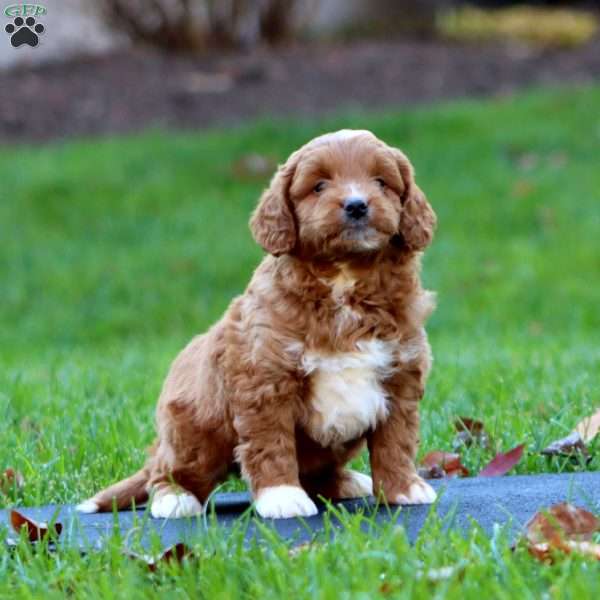 Riley, Mini Goldendoodle Puppy