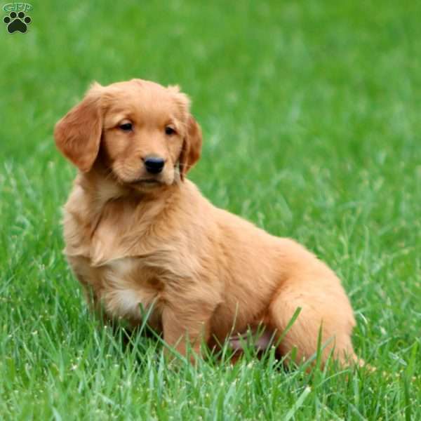Riley, Golden Retriever Puppy