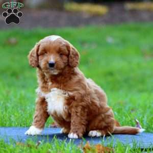 Riley, Mini Goldendoodle Puppy