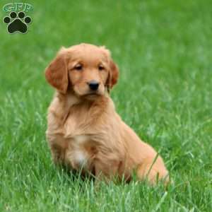 Riley, Golden Retriever Puppy