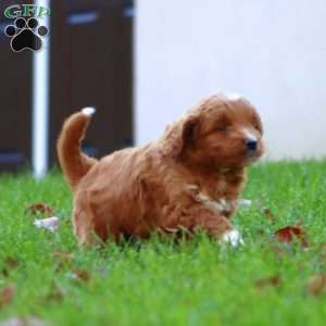 Riley, Mini Goldendoodle Puppy