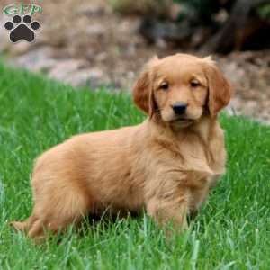 Riley, Golden Retriever Puppy