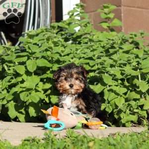 Riley, Yorkie Puppy