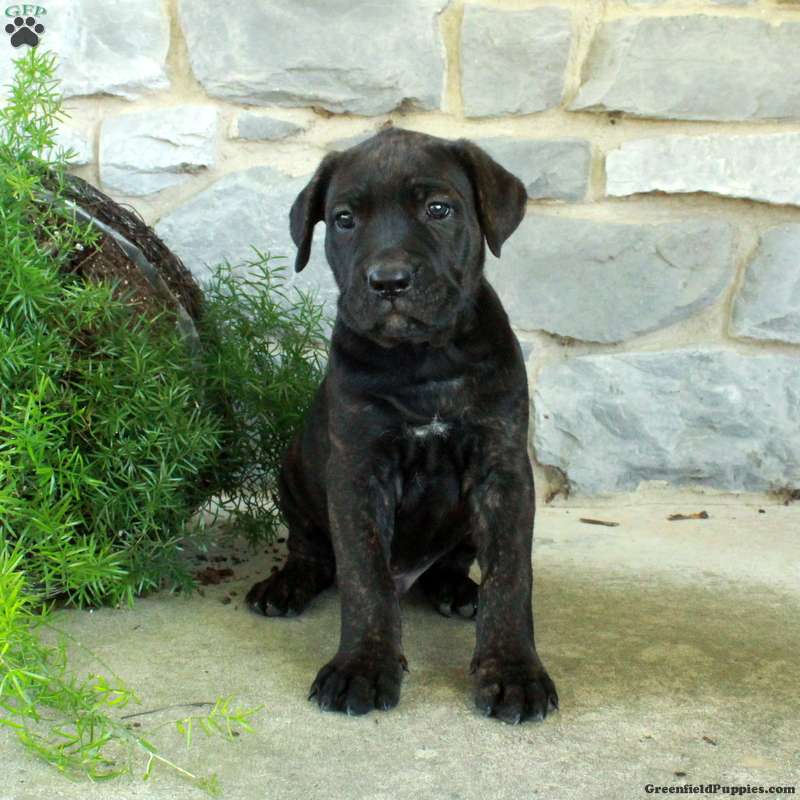 Ringo (Cane Corso, Male) in Oxford, PA